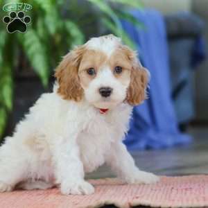 Mason, Cockapoo Puppy